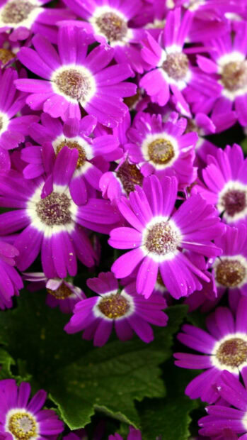 Spring flower iphone wallpaper hd iphone bright purple spring flower cluster showing natural beauty and freshness