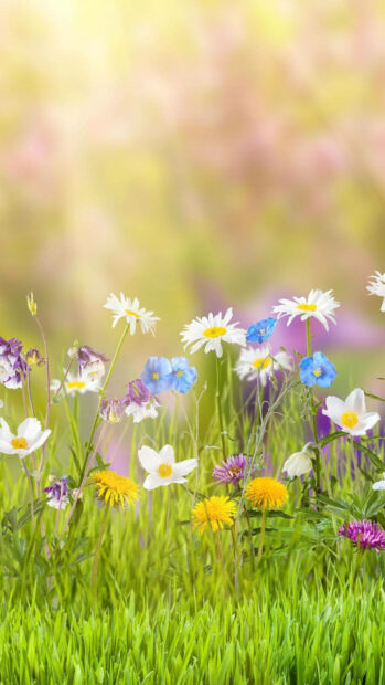 Spring flower iphone wallpaper hd iphone bright spring flower field with colorful wildflowers in green grass and soft background