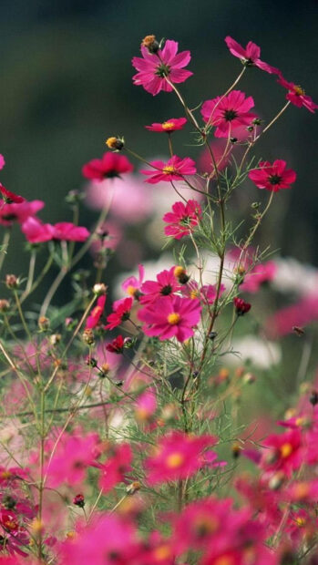 Spring flower iphone wallpaper hd iphone bright spring flower field with pink blossoms in bloom and green stems