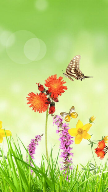 Spring flower iphone wallpaper hd iphone bright spring flower with butterflies flying above green grass and colorful blooms