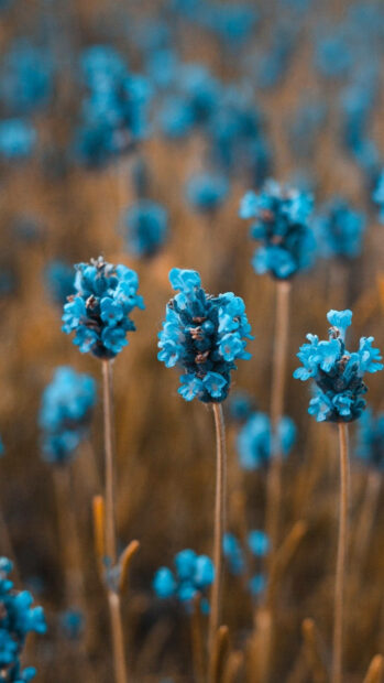 Spring flower iphone wallpaper hd iphone close up of blue spring flower in natural field with blurred background