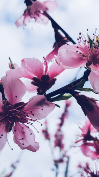 Spring flower iphone wallpaper hd iphone close up of delicate spring flower blossoms on a blooming tree branch