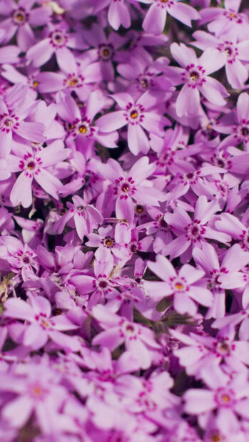 Spring flower iphone wallpaper hd iphone close up of pink spring flower in full bloom covering the ground