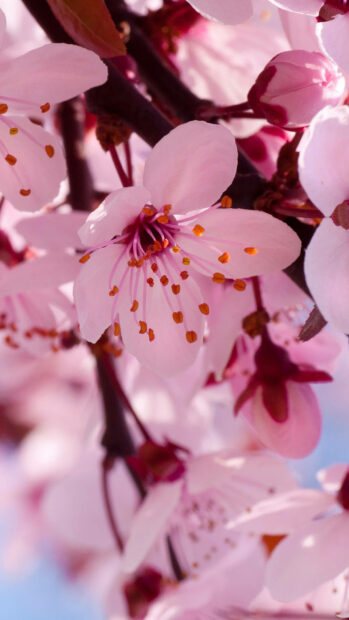 Spring flower iphone wallpaper hd iphone close up of spring flower bloom on tree branch with delicate petals and stamens