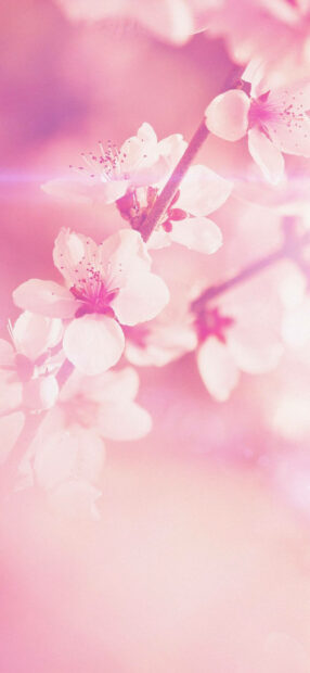 Spring flower iphone wallpaper hd iphone close up of spring flower blossoming on a branch in soft pink tones