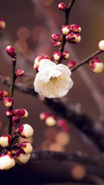 Spring flower iphone wallpaper hd iphone close up of spring flower buds and a blooming flower on a tree branch in nature