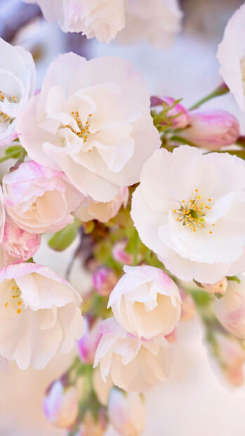 Spring flower iphone wallpaper hd iphone close up of spring flower buds and blossoms in soft pastel tones