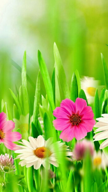 Spring flower iphone wallpaper hd iphone close up of spring flower surrounded by green grass blades and blooming petals