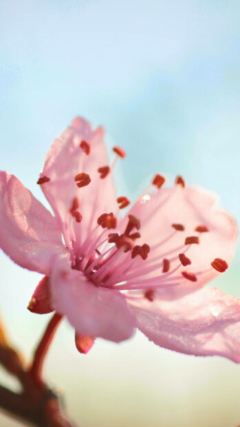 Spring flower iphone wallpaper hd iphone close up of spring flower with delicate pink petals and stamens in bright sunlight