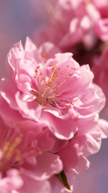 Spring flower iphone wallpaper hd iphone close up of spring flower with pink petals and yellow stamens in hd quality