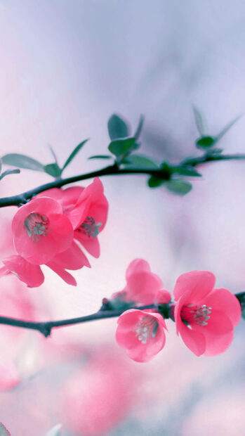 Spring flower iphone wallpaper hd iphone close up of spring flower with pink petals on a branch