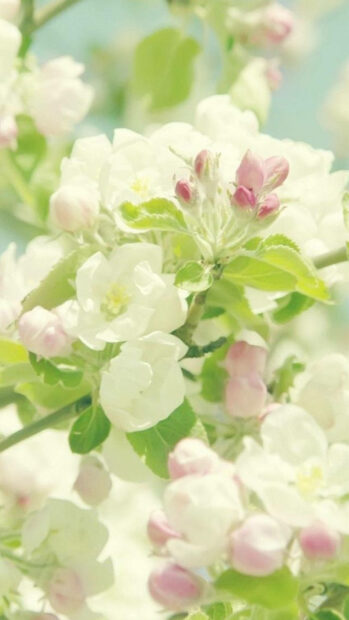 Spring flower iphone wallpaper hd iphone delicate spring flower buds with soft pink and white petals on green branches