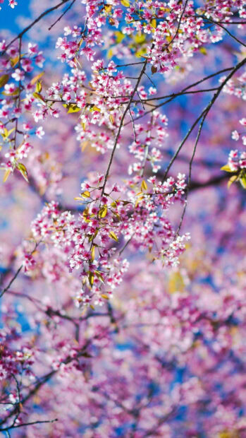 Spring flower iphone wallpaper hd iphone pink spring flower branches blooming against a blue sky