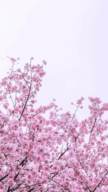 Spring flower iphone wallpaper hd iphone pink spring flower branches blooming against pale sky