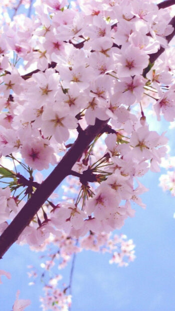 Spring flower iphone wallpaper hd iphone pink spring flower branches blooming under clear blue sky