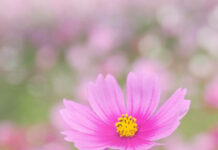 Spring flower iphone wallpaper hd iphone pink spring flower close up with soft background of blooming flower field