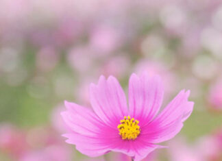 Spring flower iphone wallpaper hd iphone pink spring flower close up with soft background of blooming flower field
