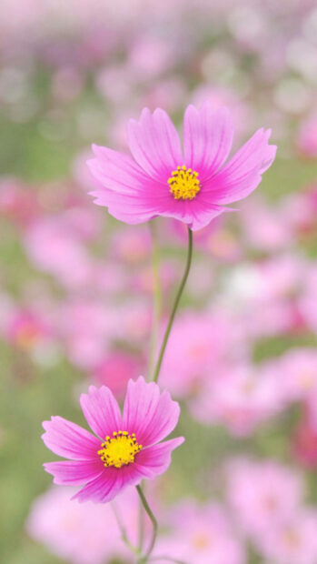 Spring flower iphone wallpaper hd iphone pink spring flower close up with soft background of blooming flower field