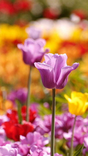 Spring flower iphone wallpaper hd iphone purple tulip in a spring flower field with colorful blooms in the background