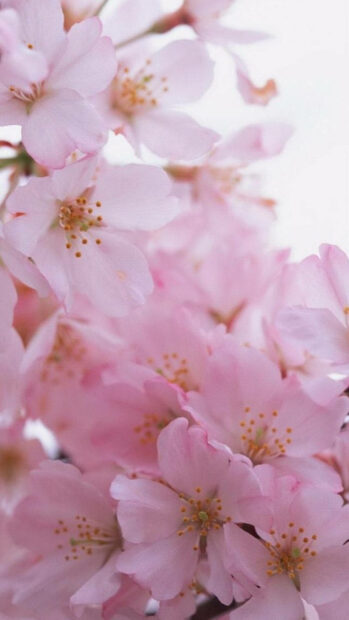 Spring flower iphone wallpaper hd iphone soft pink spring flower petals bloom in close up view