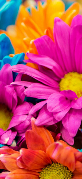 Spring flower iphone wallpaper hd iphone vibrant spring flower bouquet with colorful petals and yellow centers in bright hues