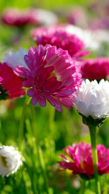 Spring flower iphone wallpaper hd iphone vibrant spring flower in full bloom in a sunny garden setting