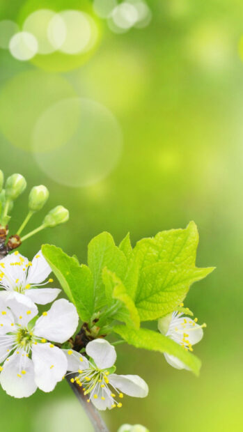 Spring flower iphone wallpaper hd iphone white spring flower buds with fresh green leaves on a branch