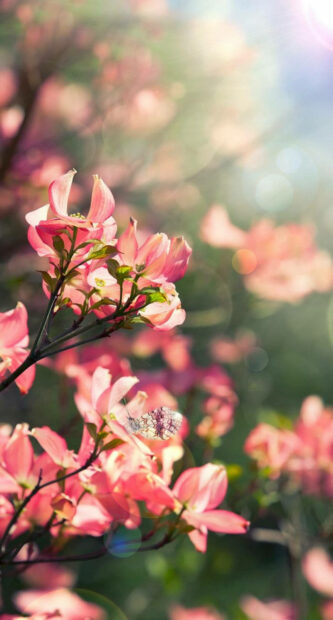 Spring flower iphone wallpaper hd mobile delicate spring flower with butterfly in soft sunlight on a vibrant green background