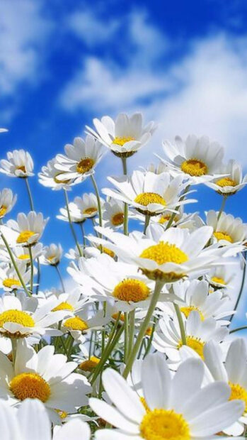 Spring flower iphone wallpaper hd mobile white spring flower blooming under a clear blue sky