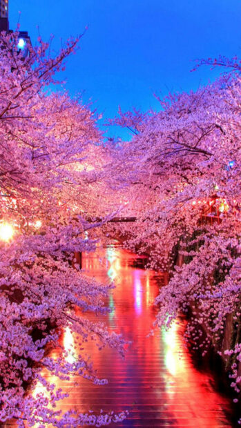 Spring flower iphone wallpaper hd phone beautiful spring flower scene with blooming cherry blossoms along the riverbank