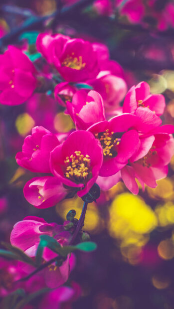 Spring flower iphone wallpaper hd phone bright pink spring flower blooming on a branch with blurred colorful background