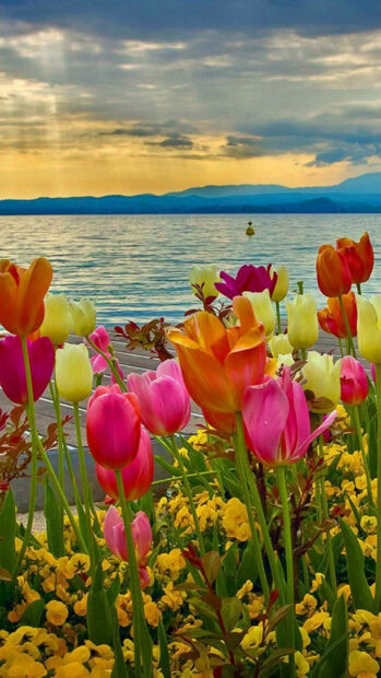 Spring flower iphone wallpaper hd phone colorful spring flower garden near the lake at sunset with vibrant tulips and yellow blooms