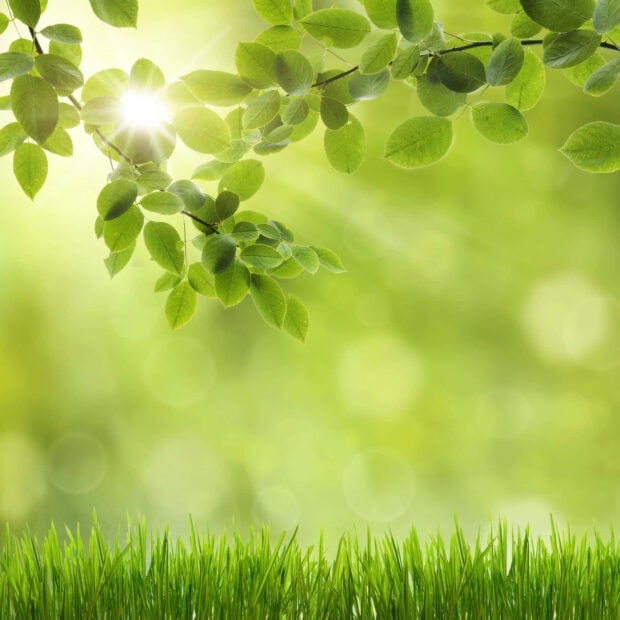 Spring ipad wallpaper desktop fresh spring leaves glowing in sunlight over green grass field