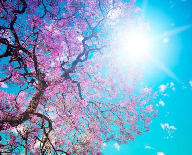 Spring ipad wallpaper desktop pink blossoms on tree branches under bright sunlight on a clear blue sky