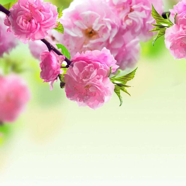 Spring ipad wallpaper desktop pink flowers bloom in spring season with fresh green leaves on a branch