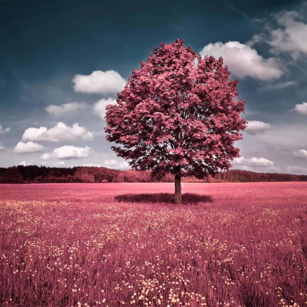 Spring ipad wallpaper hd desktop a spring tree with pink leaves standing alone in a vibrant field of flowers under a cloudy sky