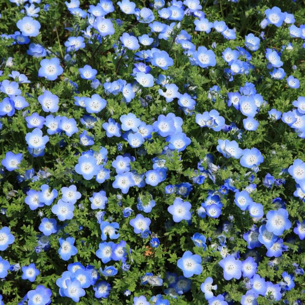 Spring ipad wallpaper hd desktop blue spring flowers blooming in a lush green garden in early spring