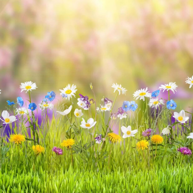 Spring ipad wallpaper hd desktop colorful spring flowers blooming in a vibrant green meadow with bright natural light