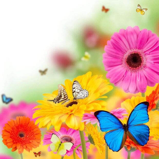 Spring ipad wallpaper hd desktop colorful spring flowers with vibrant butterflies in a blooming garden