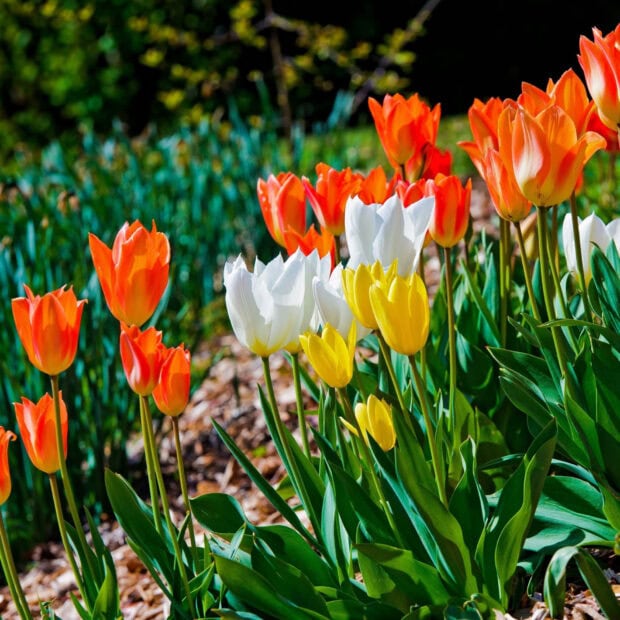 Spring ipad wallpaper hd desktop colorful tulips bloom in spring garden with vibrant petals and fresh greenery