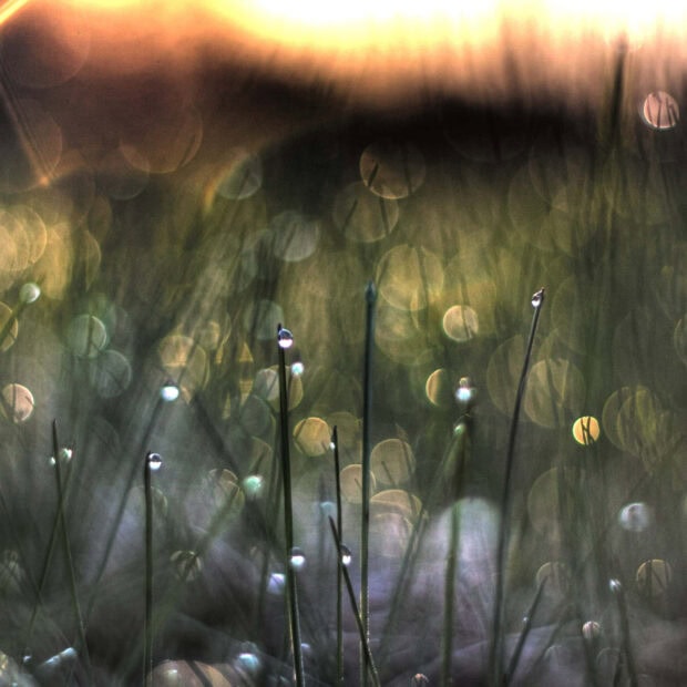 Spring ipad wallpaper hd desktop morning grass with dew drops in spring sunlight creating bokeh effects