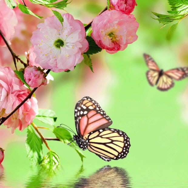 Spring ipad wallpaper hd desktop pink blossom and butterfly in spring nature scene