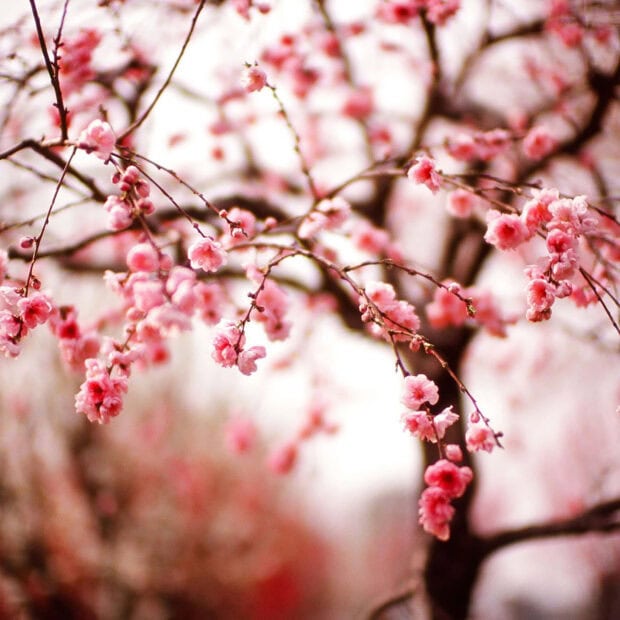 Spring ipad wallpaper hd desktop pink cherry blossoms on tree branches in spring season