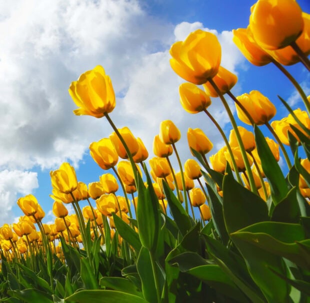 Spring ipad wallpaper hd desktop yellow tulip field under a cloudy blue sky in spring