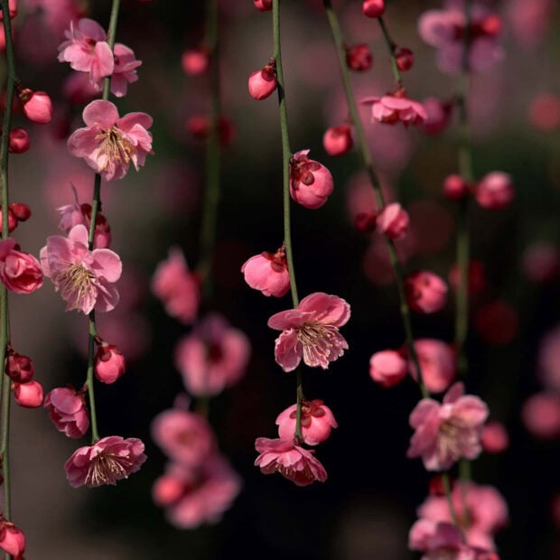 Spring ipad wallpaper hd iphone pink blossom branches with spring petals hanging down on a dark background