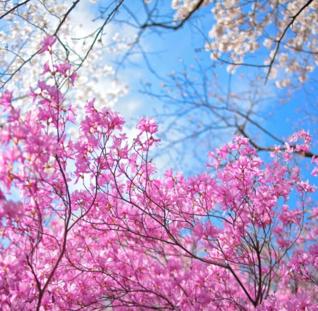 Spring ipad wallpaper hd laptop pink spring blossoms bloom under a clear blue sky on delicate branches