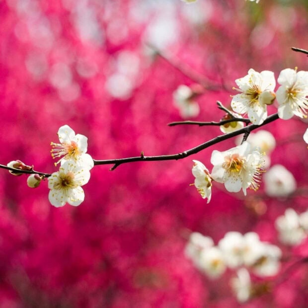 Spring ipad wallpaper hd laptop white plum flowers blooming on branch in spring season