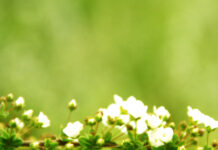 Spring ipad wallpaper hd laptop white spring blossoms blooming on a delicate branch with green leaves
