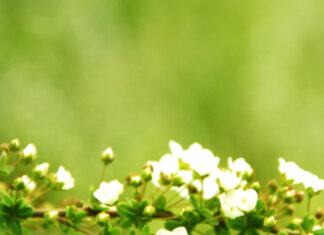 Spring ipad wallpaper hd laptop white spring blossoms blooming on a delicate branch with green leaves