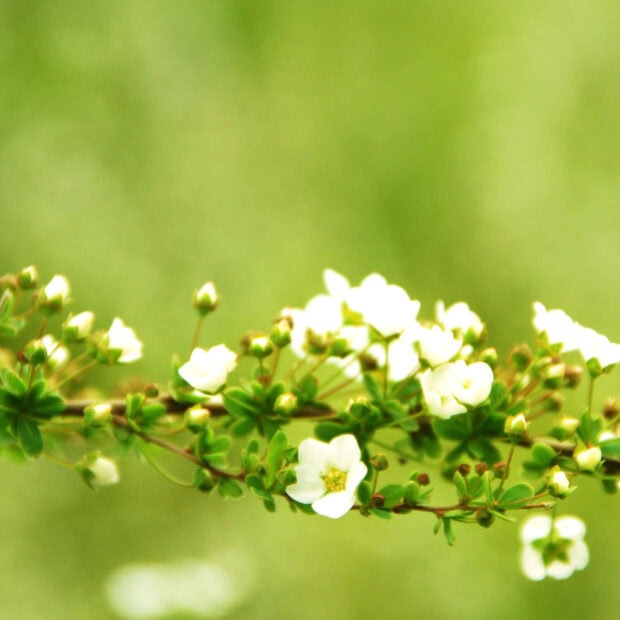 Spring ipad wallpaper hd laptop white spring blossoms blooming on a delicate branch with green leaves